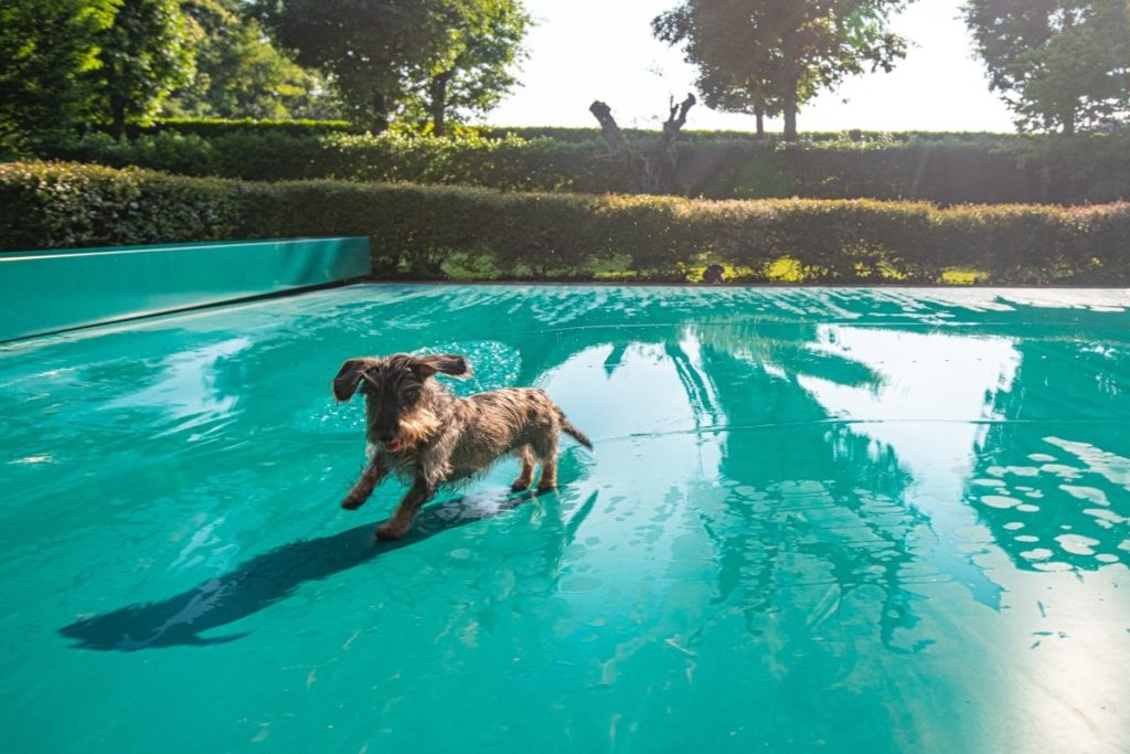 cani-in-piscina
